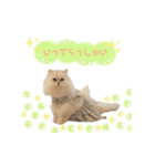 ねこカフェなる vol.2（個別スタンプ：2）