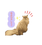 ねこカフェなる vol.2（個別スタンプ：4）