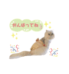 ねこカフェなる vol.2（個別スタンプ：9）