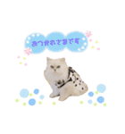 ねこカフェなる vol.2（個別スタンプ：13）