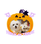 LUNA＆SEAちゃん mixdog『ハロウィン～』（個別スタンプ：1）