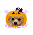 LUNA＆SEAちゃん mixdog『ハロウィン～』（個別スタンプ：2）