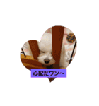 LUNA＆SEAちゃん mixdog『ハロウィン～』（個別スタンプ：10）