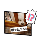 LUNA＆SEAちゃん mixdog『ハロウィン～』（個別スタンプ：11）