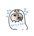 LUNA＆SEAちゃん mixdog『ハロウィン～』（個別スタンプ：12）