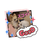 LUNA＆SEAちゃん mixdog『ハロウィン～』（個別スタンプ：13）