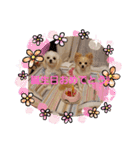 LUNA＆SEAちゃん mixdog『ハロウィン～』（個別スタンプ：16）