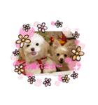 LUNA＆SEAちゃん mixdog『ハロウィン～』（個別スタンプ：24）