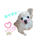 ♡チロたんでしゅ♡（個別スタンプ：1）