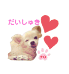 ♡チロたんでしゅ♡（個別スタンプ：3）