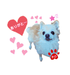 ♡チロたんでしゅ♡（個別スタンプ：4）