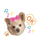 ♡チロたんでしゅ♡（個別スタンプ：9）
