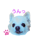 ♡チロたんでしゅ♡（個別スタンプ：10）