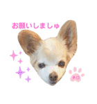 ♡チロたんでしゅ♡（個別スタンプ：11）