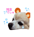 ♡チロたんでしゅ♡（個別スタンプ：13）