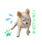 ♡チロたんでしゅ♡（個別スタンプ：15）