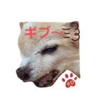 ♡チロたんでしゅ♡（個別スタンプ：16）