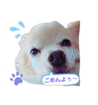 ♡チロたんでしゅ♡（個別スタンプ：21）