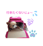 ♡チロたんでしゅ♡（個別スタンプ：26）