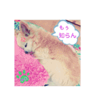 ♡チロたんでしゅ♡（個別スタンプ：28）