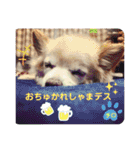 ♡チロたんでしゅ♡（個別スタンプ：31）