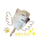 ♡チロたんでしゅ♡（個別スタンプ：33）