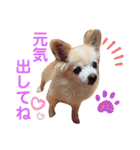 ♡チロたんでしゅ♡（個別スタンプ：34）