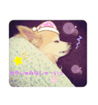 ♡チロたんでしゅ♡（個別スタンプ：37）