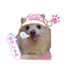 ♡チロたんでしゅ♡（個別スタンプ：38）