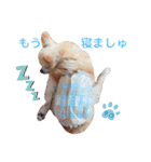 ♡チロたんでしゅ♡（個別スタンプ：39）