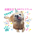 ♡チロたんでしゅ♡（個別スタンプ：40）