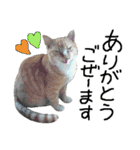 ちいにゃさんとおかあさん（個別スタンプ：2）