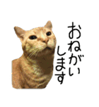 ちいにゃさんとおかあさん（個別スタンプ：11）