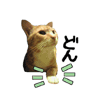 ちいにゃさんとおかあさん（個別スタンプ：13）