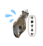 かぶとタバのお家1（個別スタンプ：1）