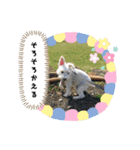 かぶとタバのお家1（個別スタンプ：5）