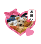 かぶとタバのお家1（個別スタンプ：10）