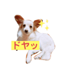 うちのぱぴぷーたち（個別スタンプ：2）