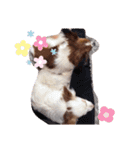 うちのぱぴぷーたち（個別スタンプ：13）