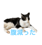 我が家のPET CAT HIME（個別スタンプ：6）