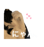 我が家のPET CAT HIME（個別スタンプ：7）