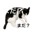 我が家のPET CAT HIME（個別スタンプ：8）