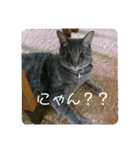 千秋くんとうみたん3（個別スタンプ：1）