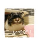 千秋くんとうみたん3（個別スタンプ：4）