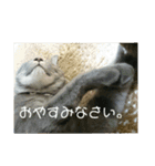 千秋くんとうみたん3（個別スタンプ：5）