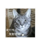 千秋くんとうみたん3（個別スタンプ：14）
