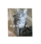 千秋くんとうみたん3（個別スタンプ：15）