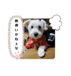かぶとタバのお家2（個別スタンプ：9）
