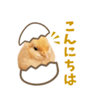 みりとぴよ（個別スタンプ：1）