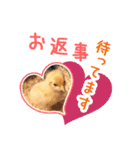 みりとぴよ（個別スタンプ：4）